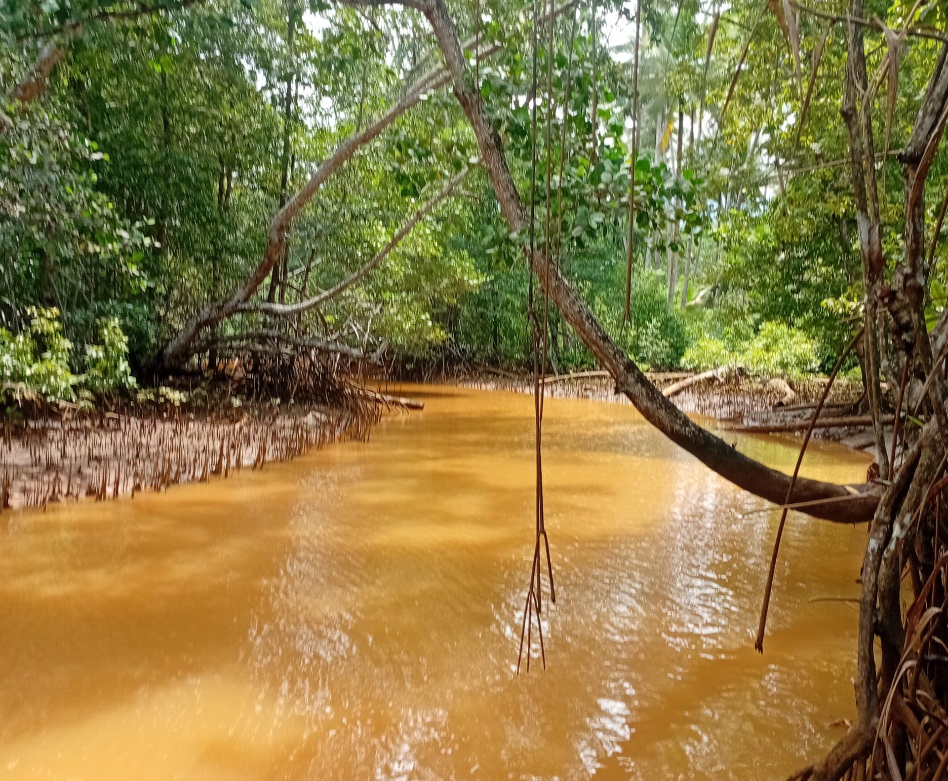 PT. Feni Diduga Cemari Kali Kukuba dengan Lumpur Tambang, Air Sungai Jadi Cokelat Pekat