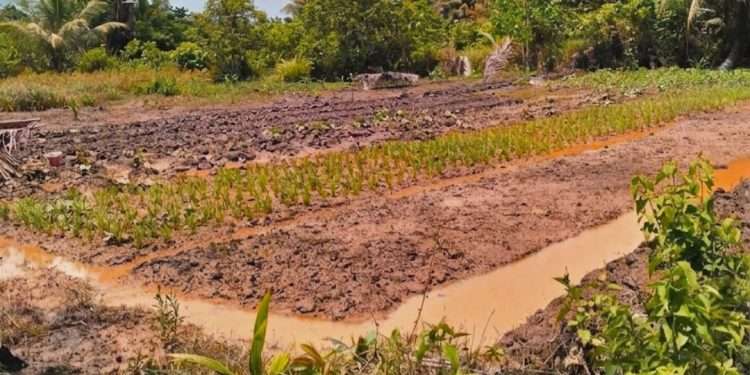 Lumpur Tambang Menelan Sawah: Petani Haltim Tuding Pemerintah Tutup Mata