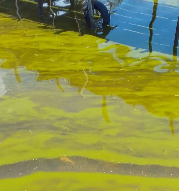 Akademisi Unkhair Minta Pemkab Halsel Ambil Sampel Air Madapolo, Diduga Algae Bloom Picu Kematian Ikan